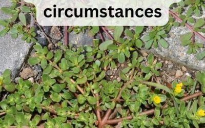 8 Reasons to Leave Purslane Weed Growing