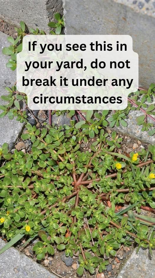 8 Reasons to Leave Purslane Weed Growing