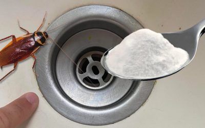 Goodbye cockroaches in the house: the natural trick that prevents them from entering and eliminates them forever