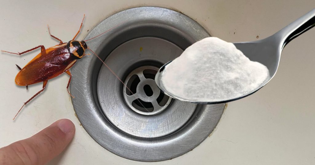 Goodbye cockroaches in the house: the natural trick that prevents them from entering and eliminates them forever