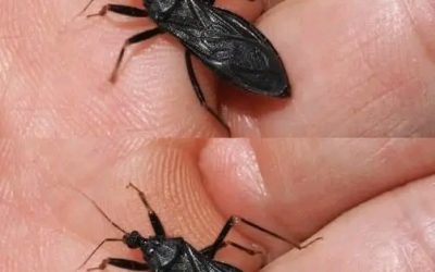 Please help! My father was just bitten by this bug in our home. We don’t know what it is. Is it dangerous?