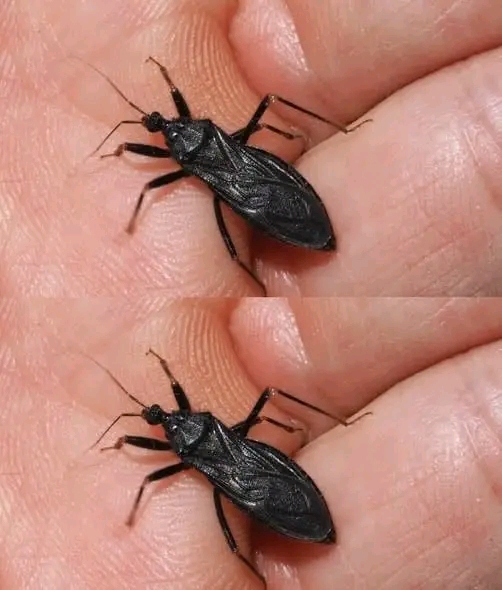 Please help! My father was just bitten by this bug in our home. We don’t know what it is. Is it dangerous?