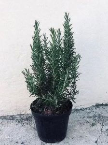 Drink rosemary tea on an empty stomach for 15 days and you will no longer suffer…