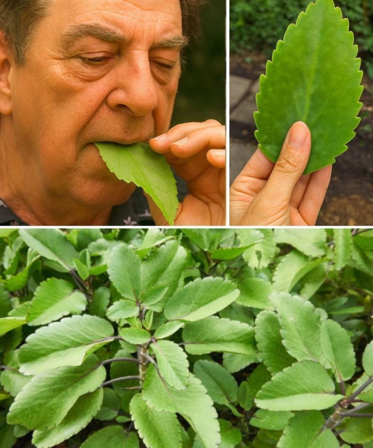 Unleash the Unsuspected Power of the Leaf of Life