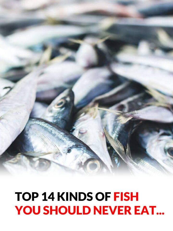 “WARNING — Stop eating this fish immediately: A complete health alert & scientific review (What you must know before it’s too late).”