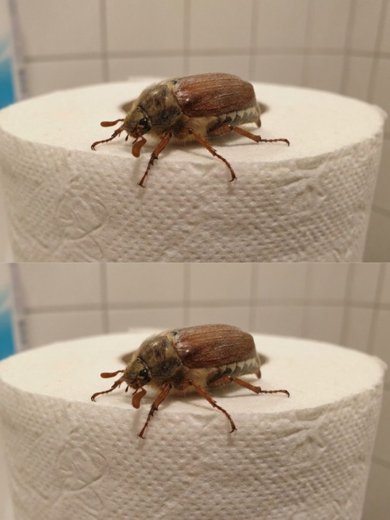 What kind of beetle is this? (And what should you do if you see one?)