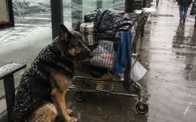 The German Shepherd refused to leave the battered shopping cart for nine straight days