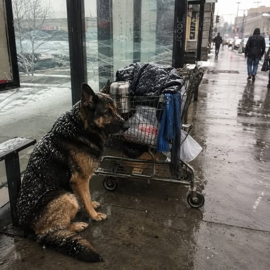 The German Shepherd refused to leave the battered shopping cart for nine straight days