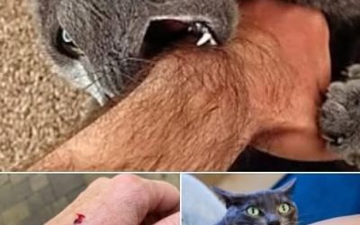 If the cat bites you, here’s what it really means…